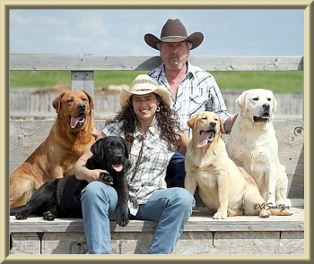 Cowboy Up Kennel - Lab puppies Alberta